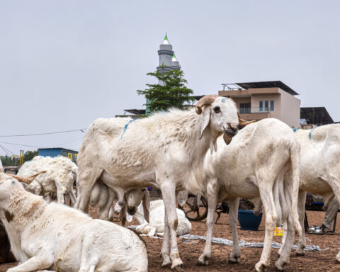 A bitter Eid al-Adha in Mali's capital as al-Qaida-linked blockade sends sheep prices soaring