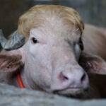 Viral fame spares ‘Donald Trump’ buffalo from Eid sacrifice in Bangladesh