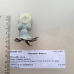 Scientists newly identify species of tiny, blue octopus that fits in the palm of your hand