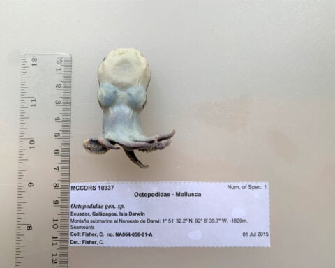 Scientists newly identify species of tiny, blue octopus that fits in the palm of your hand