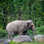 Happy, who taught researchers that elephants can recognize themselves, is euthanized at Bronx Zoo