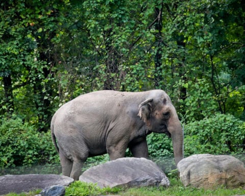 Happy, who taught researchers that elephants can recognize themselves, is euthanized at Bronx Zoo