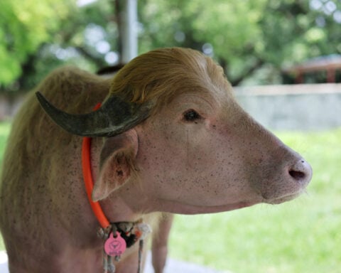 Viral fame spares ‘Donald Trump’ buffalo from Eid sacrifice in Bangladesh