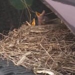 Dealership’s viral bird tenants have officially moved out