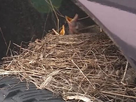Dealership’s viral bird tenants have officially moved out
