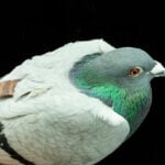Pigeons may be navigating with their liver, study suggests