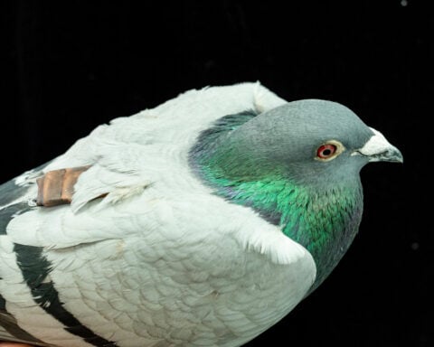 Pigeons may be navigating with their liver, study suggests