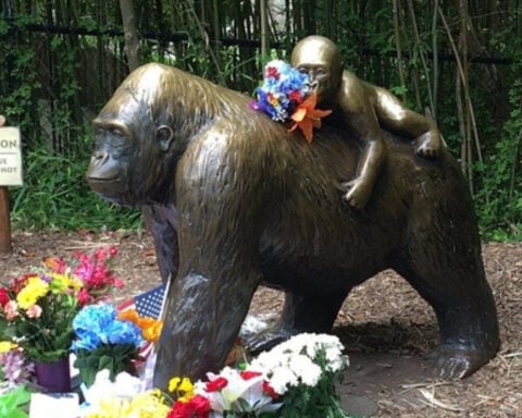'It wasn't even a close call' | Former prosecutor explains why no one was charged in Harambe's death