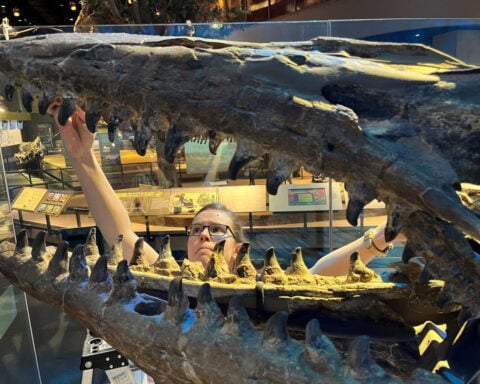 Massive marine predator crowned T. rex of the ocean and ‘a true terror of its time’