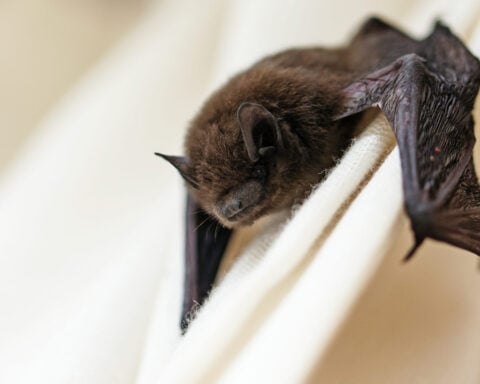 Bat in the house? Here’s how to remove it safely