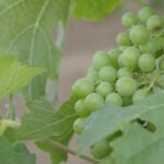 San Joaquin County warns of invasive pest threat to Northern California wine industry