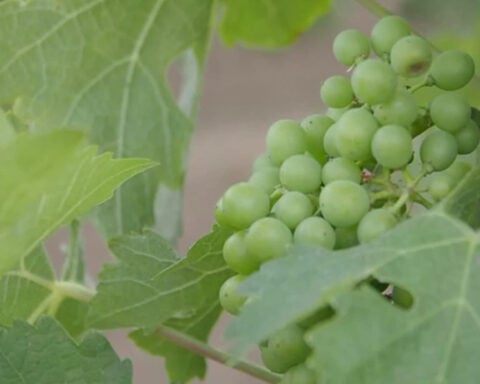 San Joaquin County warns of invasive pest threat to Northern California wine industry