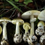 California warns of wild mushroom poisoning outbreak after 50 cases and four deaths