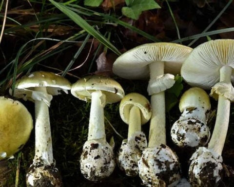 California warns of wild mushroom poisoning outbreak after 50 cases and four deaths