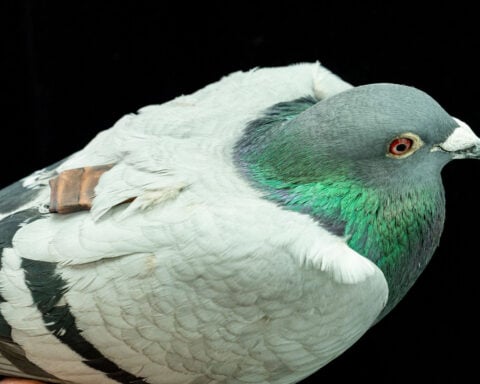 To travel far on cloudy days, pigeons listen to their gut