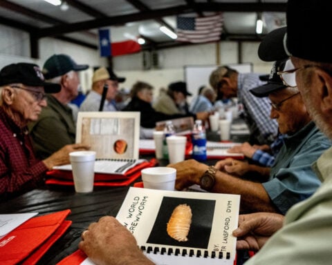 Flesh-eating screwworm found within 31 miles of US border, says USDA