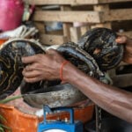 As Ebola scourges Congo, experts warn of link to the consumption of 'wild meat'