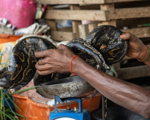 As Ebola scourges Congo, experts warn of link to eating wild animals