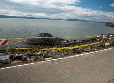 Dead gray whale found in water off California coast