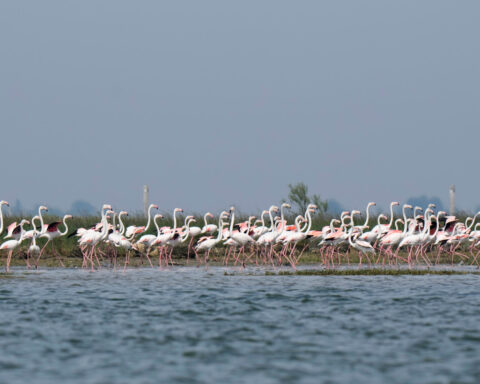 Venice’s growing flamingo population finds refuge in recovering wetlands