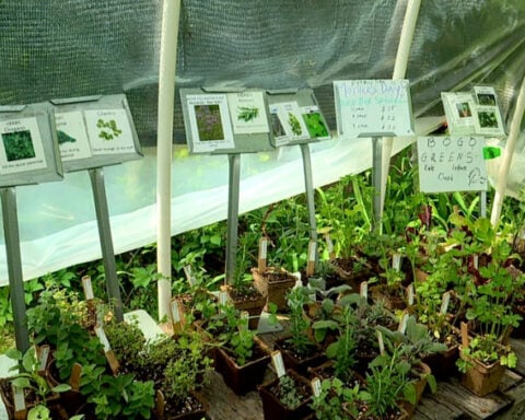 Family transforms Helene-ravaged property into community farm