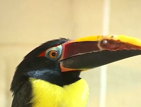 Birmingham Zoo bird thrives after receiving custom prosthetic beak from UAB dental team