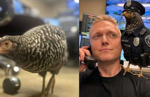 Lost chicken becomes temporary police recruit following road rescue