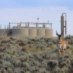 Wyoming’s ‘Path of the Pronghorn’ is a signature away from protections sought for a quarter century