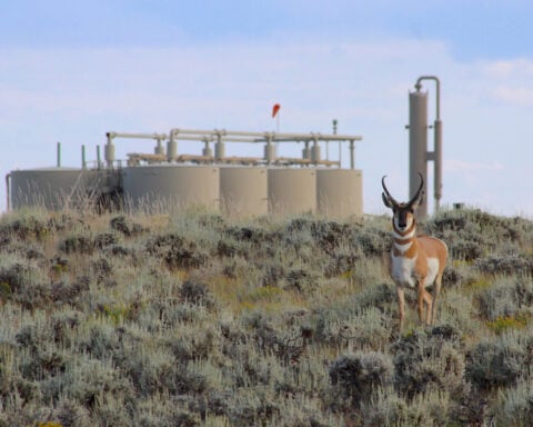 Wyoming’s ‘Path of the Pronghorn’ is a signature away from protections sought for a quarter century