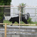A bear injures 4 people in a residential area of Japan as the annual number of attacks rises