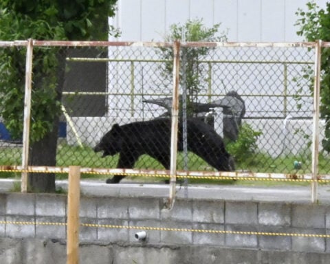A bear injures 4 people in a residential area of Japan as attacks rise