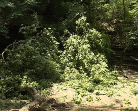 5-year-old boy dies from injuries suffered by falling tree in Kansas City, Missouri