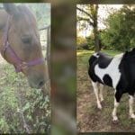 Stolen horses leave nurse heartbroken