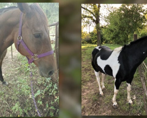 Stolen horses leave nurse heartbroken