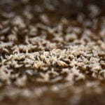 Flesh-eating screwworm detected 25 miles from US border in Mexico, USDA says