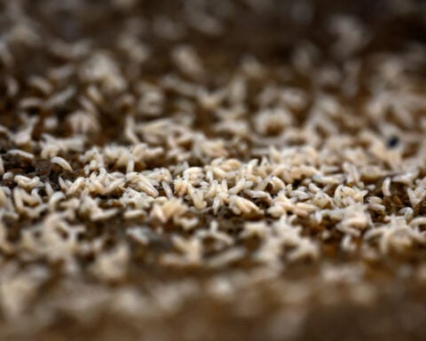 Flesh-eating screwworm detected 25 miles from US border in Mexico, USDA says