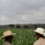 Mexican sugar producers push to scrap US import quotas