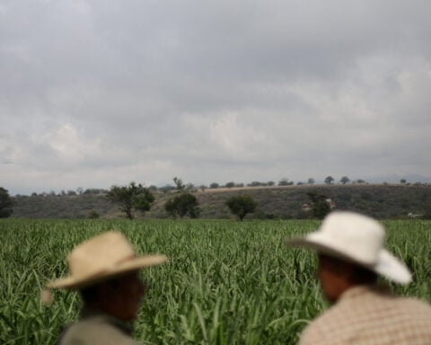 Mexican sugar producers push to scrap US import quotas