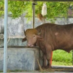 Rare albino buffalo named after Donald Trump for its golden locks draws crowds at Bangladesh zoo