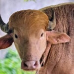 Rare albino buffalo named after Donald Trump for its golden locks draws crowds at Bangladesh zoo