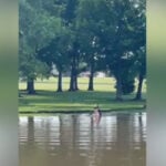 Officer saves boy from drowning at pond