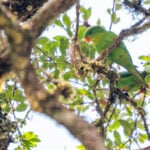 Indonesian parrot, seen once in a century, reappears in mountain forest