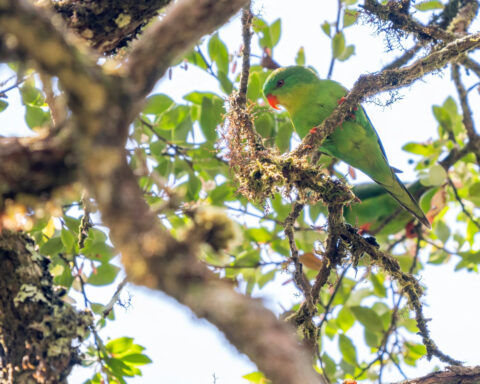 Indonesian parrot, seen once in a century, reappears in mountain forest