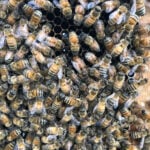 A diet of royal jelly isn't the only thing that makes a queen bee