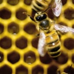 A diet of royal jelly isn't the only thing that makes a queen bee