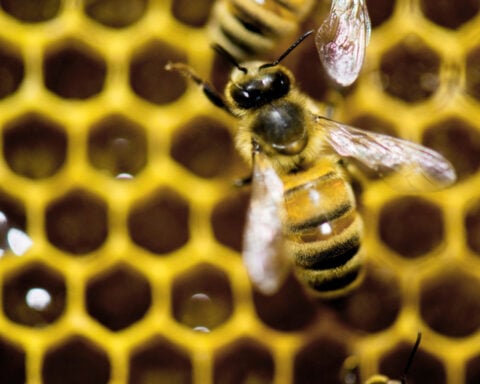 A diet of royal jelly isn't the only thing that makes a queen bee