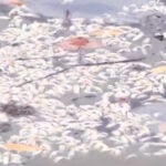 FWC testing for algae following fish kill at Laishley Park Marina in Punta Gorda, Florida