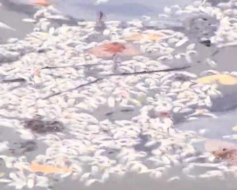 FWC testing for algae following fish kill at Laishley Park Marina in Punta Gorda, Florida