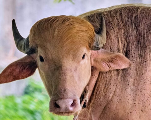 Rare albino buffalo named after Donald Trump for its golden locks draws crowds at Bangladesh zoo
