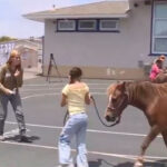 Students connect with horses to boost reading skills